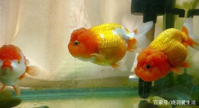 如何改善魚缸內(nèi)光照條件：如何改善魚缸光照條件