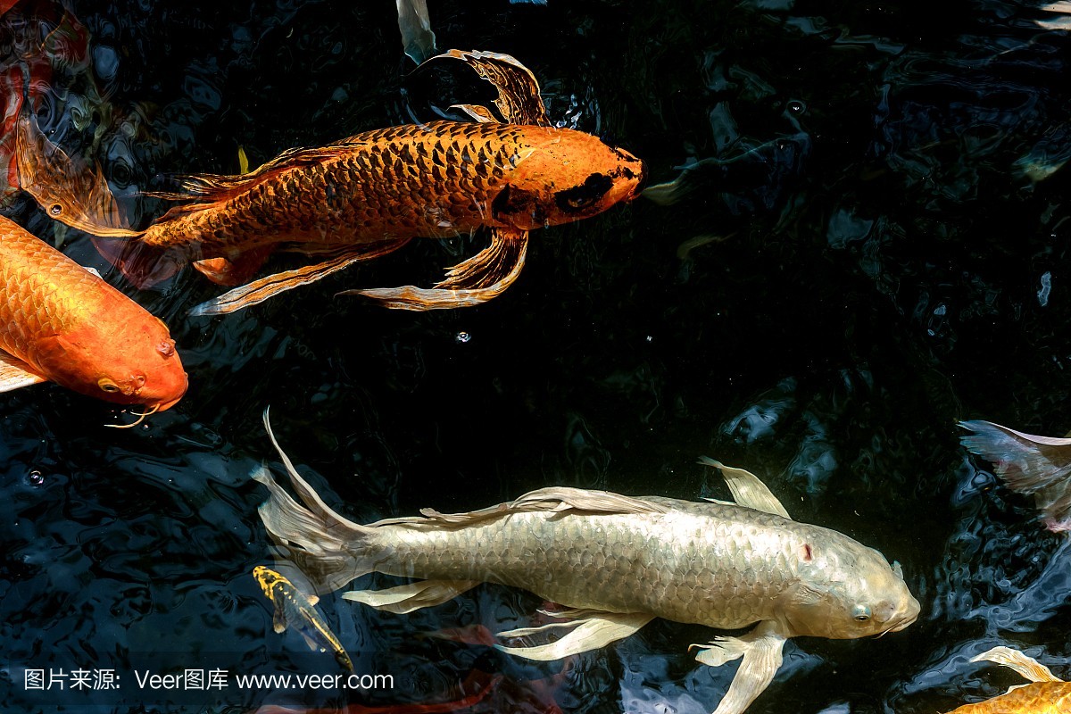 蕪湖魚缸回收電話號碼查詢地址是多少 蕪湖魚缸回收電話號碼查詢地址是多少號