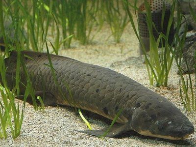 大型南美魚缸 南美魚缸多大尺寸好