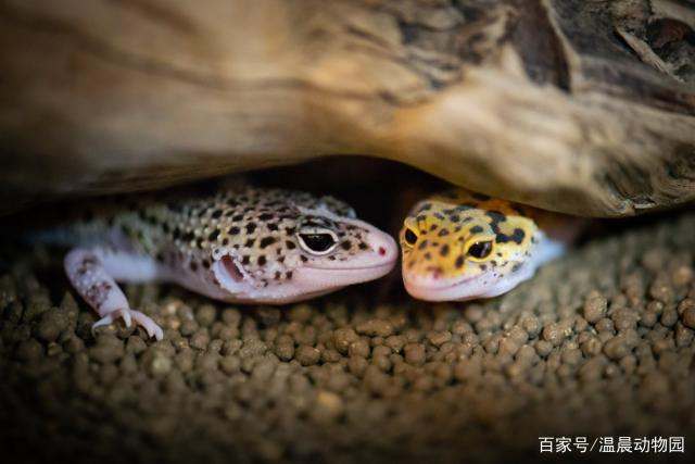 三門峽魚缸批發市場在哪個位置呀圖片（ 三門峽魚缸批發市場在哪個位置呀圖片大全） 三門峽魚缸批發市場在哪個位置呀圖片（ 三門峽魚缸批發市場在哪個位置呀圖片大全） 伊罕水族 第2張
