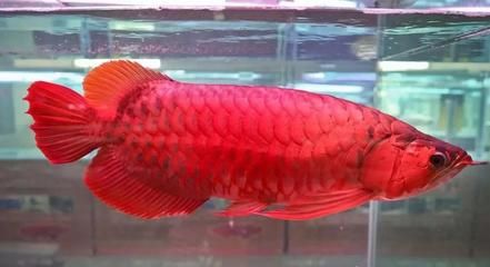 龍魚紅色的值錢嗎（紅色龍魚價值詳細分析辣椒紅龍魚價值268萬元）