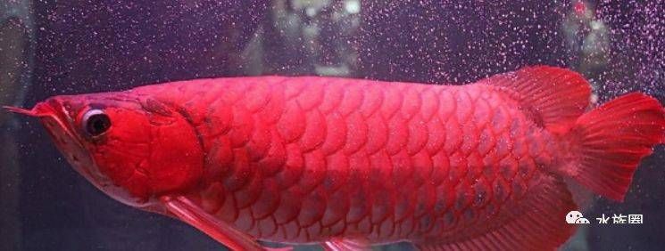 龍魚紅色的值錢嗎（紅色龍魚價值詳細分析辣椒紅龍魚價值268萬元）