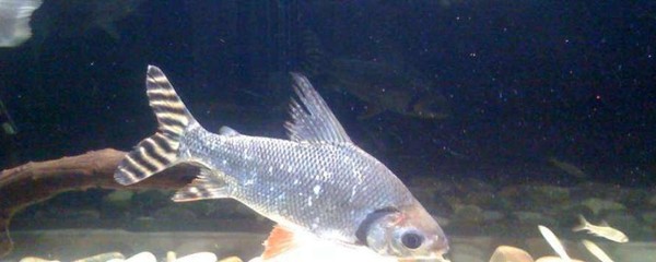 昆明觀賞魚養殖基地電話（云南觀賞魚養殖基地） 昆明觀賞魚養殖基地電話（云南觀賞魚養殖基地） 九鼎魚缸 第2張