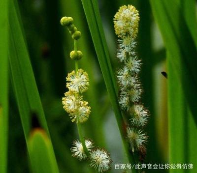 30厘米魚缸簡(jiǎn)易造景缸圖片：30厘米的魚缸造景技巧