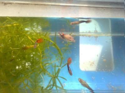 30厘米魚缸簡(jiǎn)易造景缸圖片：30厘米的魚缸造景技巧