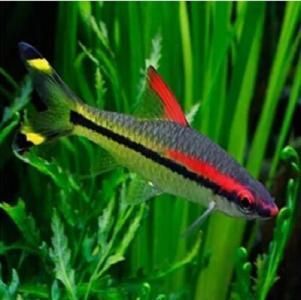 海南觀賞魚有哪些品種好(海南觀賞魚品種推薦的幾種海南觀賞魚品種:海水觀賞魚) 速倍妥 第1張 海南觀賞魚有哪些品種好(海南觀賞魚品種推薦的幾種海南觀賞魚品種:海水觀賞魚) 海南觀賞魚有哪些品種好(海南觀賞魚品種推薦的幾種海南觀賞魚品種:海水觀賞魚) 速倍妥 第1張