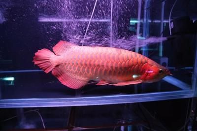 紅龍魚多大發色（怎么把紅龍魚養得更紅，影響因素很多）