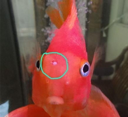 龍魚打包袋如何封口vs祥龍魚場：龍魚包裝袋和祥龍魚場使用的封口方法，魚袋封口工具選擇指南