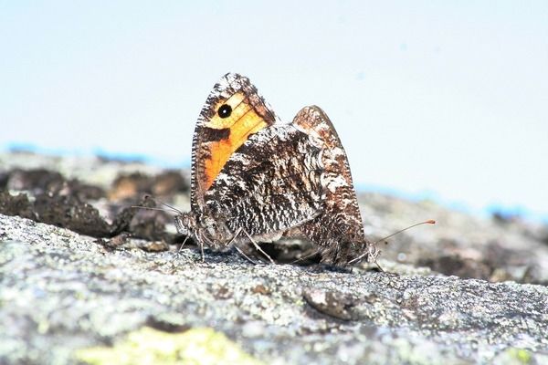 魚缸水泵不噴水泡是什么原因：魚缸水泵不噴水泡可能由多種因素造成，魚缸水泵故障排除技巧