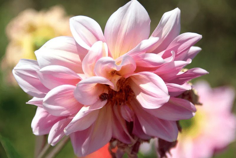 入戶門看見魚缸最吉利，入戶魚缸設計