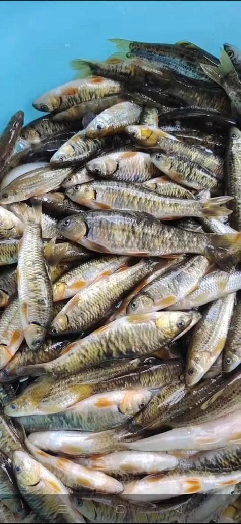 淡水石斑魚圖片大全，名貴的魚類——淡水石斑魚