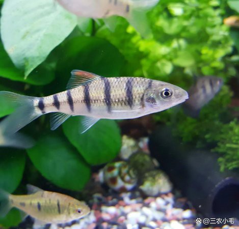 淡水石斑魚圖片大全，名貴的魚類——淡水石斑魚
