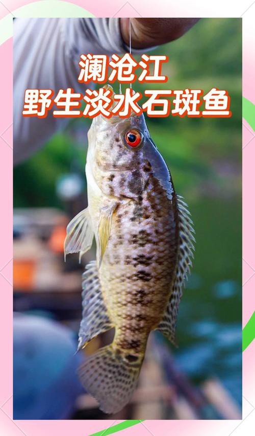 淡水石斑魚圖片大全，名貴的魚類——淡水石斑魚