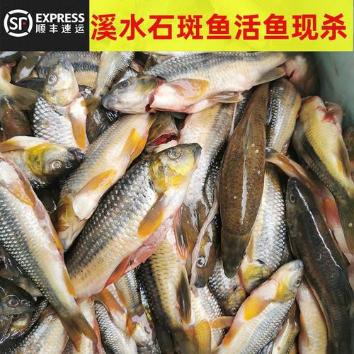淡水石斑魚圖片大全，名貴的魚類——淡水石斑魚