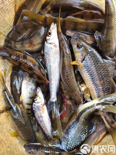 淡水石斑魚圖片大全，名貴的魚類——淡水石斑魚