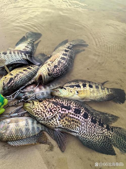 淡水石斑魚圖片大全，名貴的魚類——淡水石斑魚