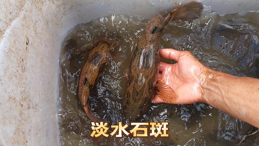 淡水石斑魚圖片大全，名貴的魚類——淡水石斑魚