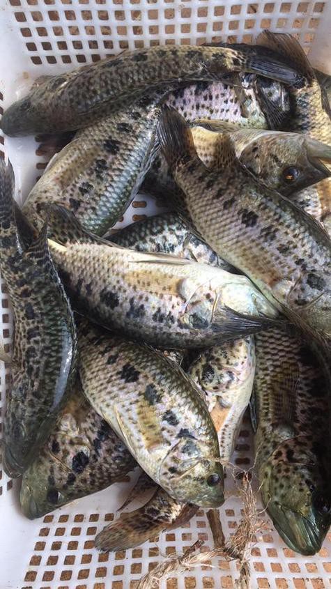 淡水石斑魚圖片大全，名貴的魚類——淡水石斑魚
