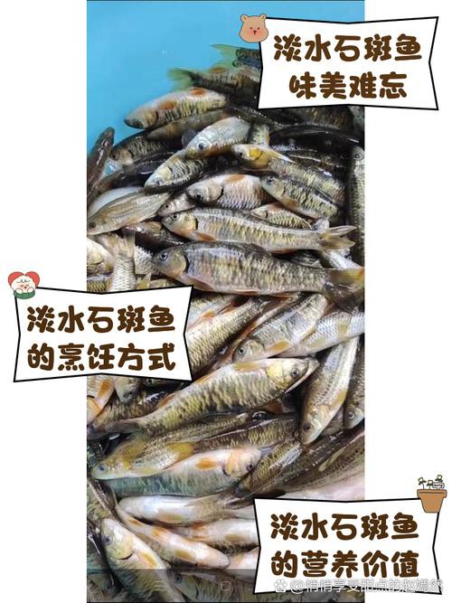 淡水石斑魚圖片大全，名貴的魚類——淡水石斑魚