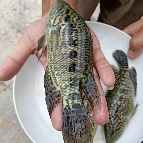 淡水石斑魚圖片大全，名貴的魚類——淡水石斑魚