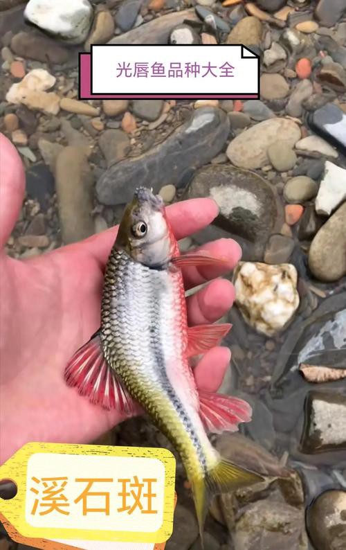 淡水石斑魚圖片大全，名貴的魚類——淡水石斑魚