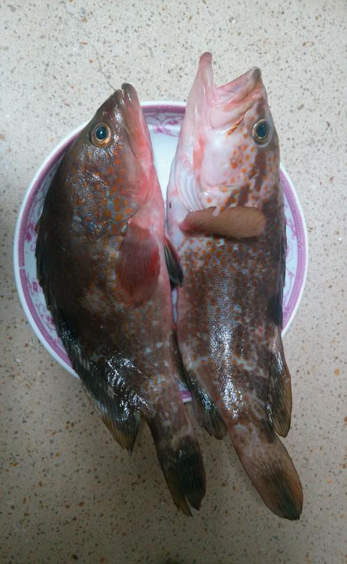 淡水石斑魚圖片大全，名貴的魚類——淡水石斑魚