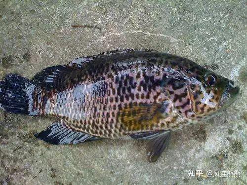 淡水石斑魚圖片大全，名貴的魚類——淡水石斑魚