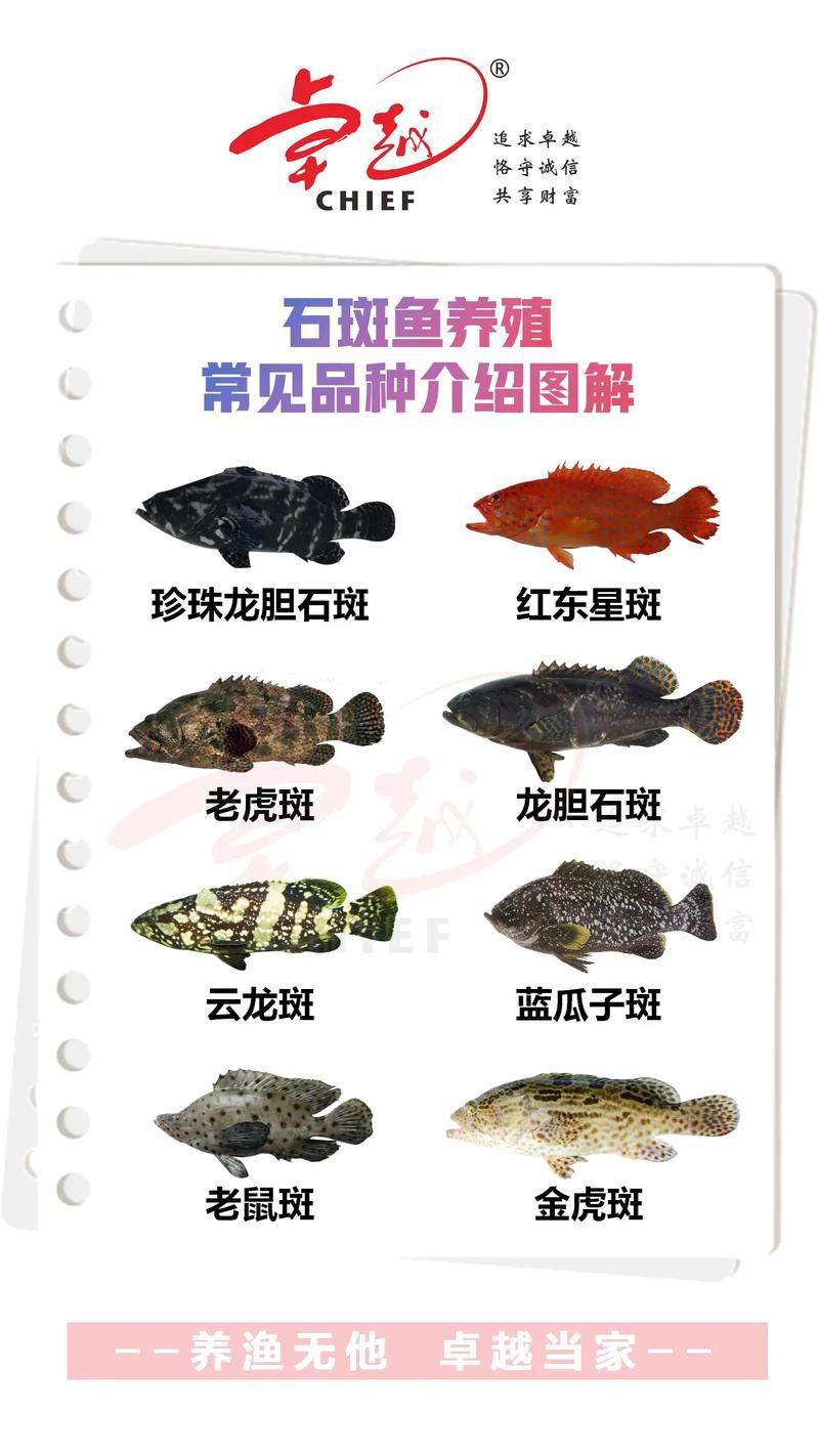 淡水石斑魚圖片大全，名貴的魚類——淡水石斑魚