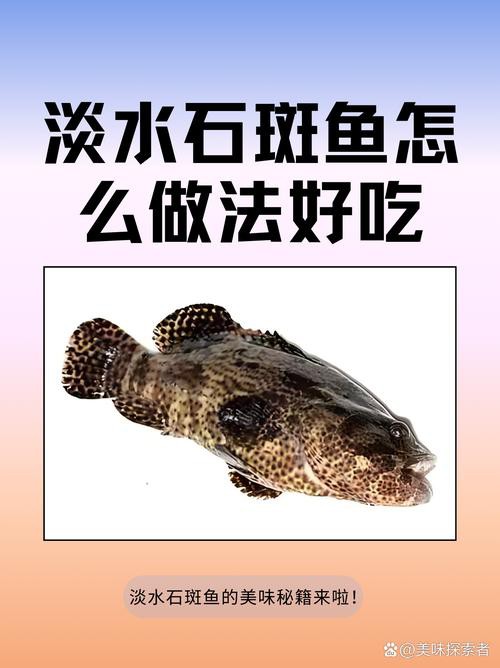 淡水石斑魚圖片大全，名貴的魚類——淡水石斑魚