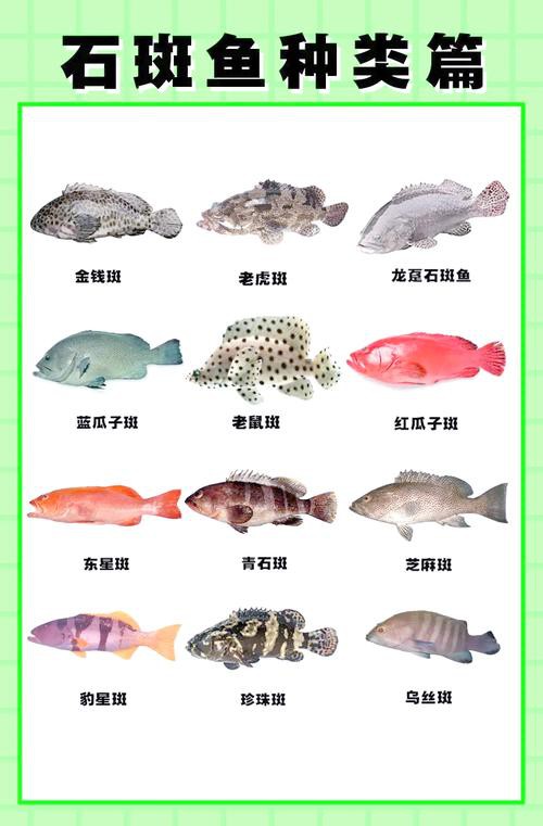 淡水石斑魚圖片大全，名貴的魚類——淡水石斑魚