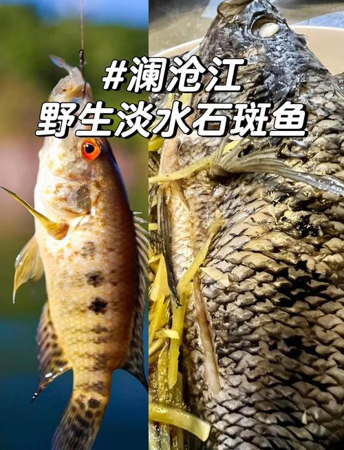 淡水石斑魚圖片大全，名貴的魚類——淡水石斑魚