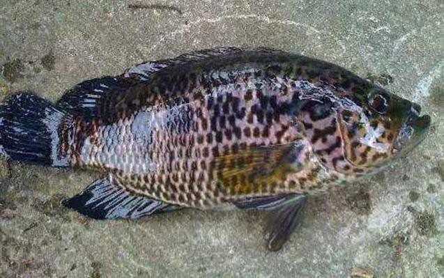 淡水石斑魚圖片大全，名貴的魚類——淡水石斑魚