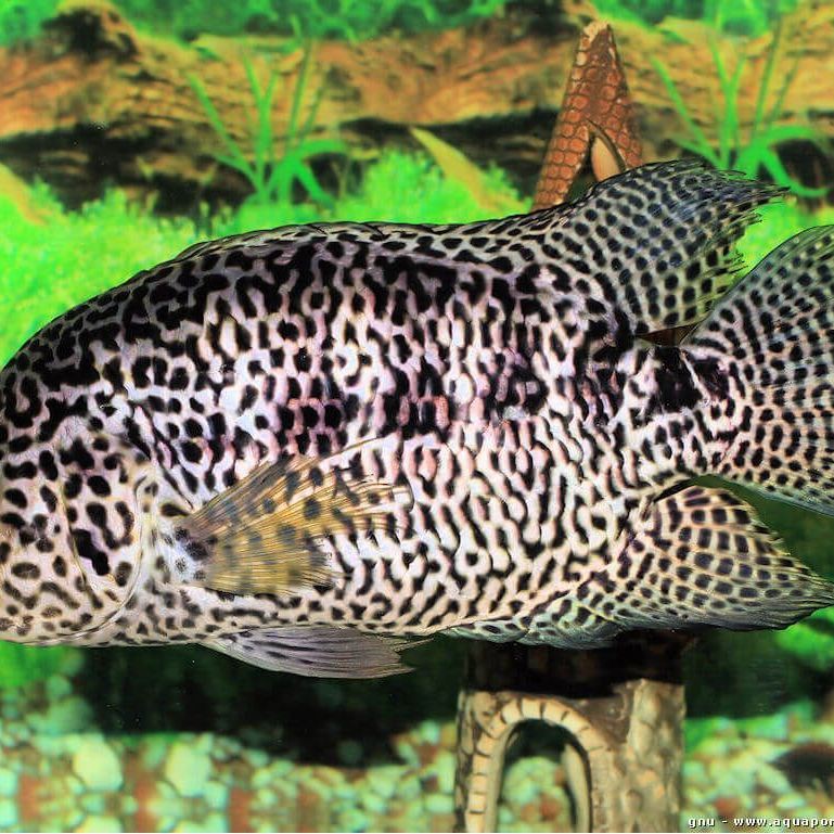 淡水石斑魚圖片大全，名貴的魚類——淡水石斑魚