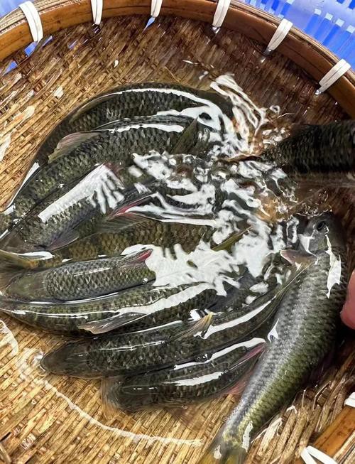 淡水石斑魚圖片大全，名貴的魚類——淡水石斑魚
