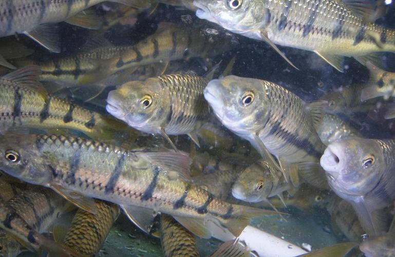 淡水石斑魚圖片大全，名貴的魚類——淡水石斑魚