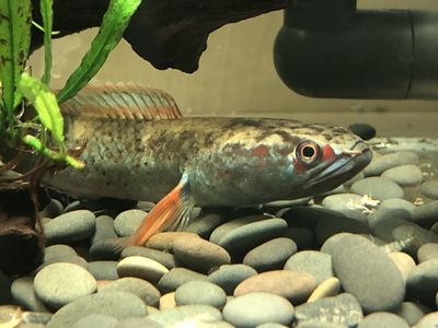 血斑一型雷龍魚喂什么發色好：血斑一型雷龍魚的飼養方法