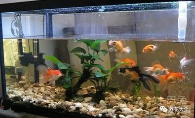 水培吊蘭的養(yǎng)護技巧：吊蘭可以放在魚缸里養(yǎng)嗎