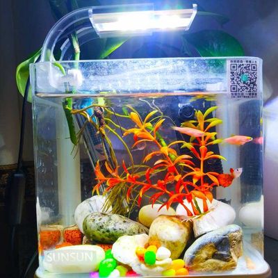 水培吊蘭的養(yǎng)護技巧：吊蘭可以放在魚缸里養(yǎng)嗎