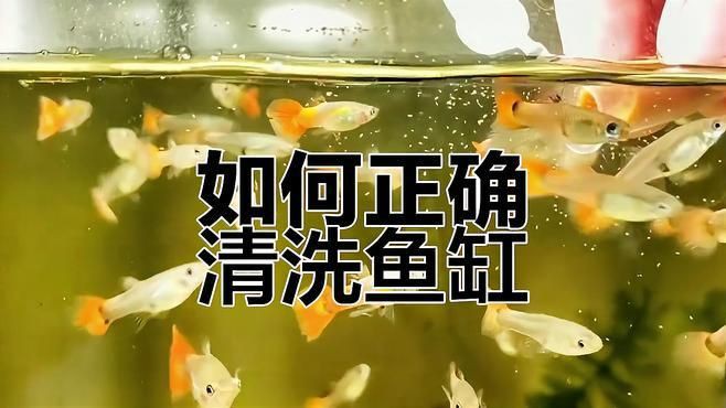 魚缸清潔頻率建議，《魚缸清潔頻率建議》合理的魚缸清潔頻率對維持水族生態平衡至關重要 魚缸清潔頻率建議，《魚缸清潔頻率建議》合理的魚缸清潔頻率對維持水族生態平衡至關重要 龍魚百科 第5張