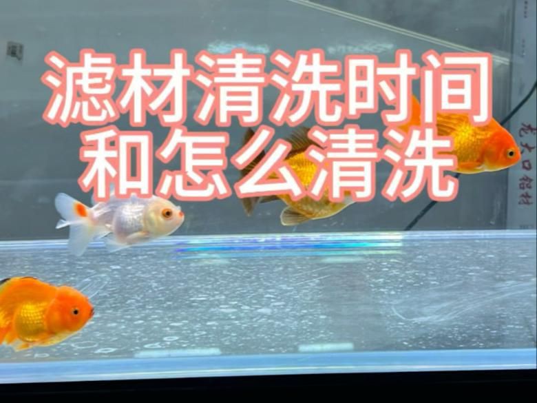 魚缸清潔頻率建議，《魚缸清潔頻率建議》合理的魚缸清潔頻率對維持水族生態平衡至關重要 魚缸清潔頻率建議，《魚缸清潔頻率建議》合理的魚缸清潔頻率對維持水族生態平衡至關重要 龍魚百科 第2張