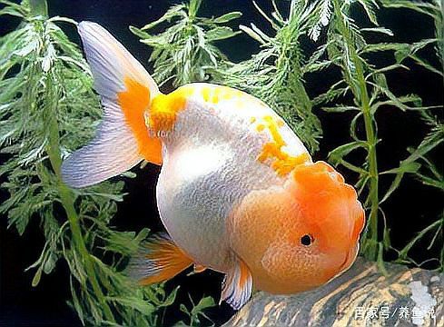 專門賣觀賞魚的app【水族世界的數(shù)字橋梁——主流觀賞魚交易平臺深度解析】