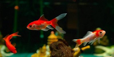 專門賣觀賞魚的app【水族世界的數(shù)字橋梁——主流觀賞魚交易平臺深度解析】
