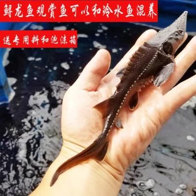 耐寒的龍魚（最耐寒的雷龍魚品種是哪種？）