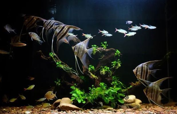 魚缸增氧泵哪家好用（魚缸增氧泵品牌性價比排行）