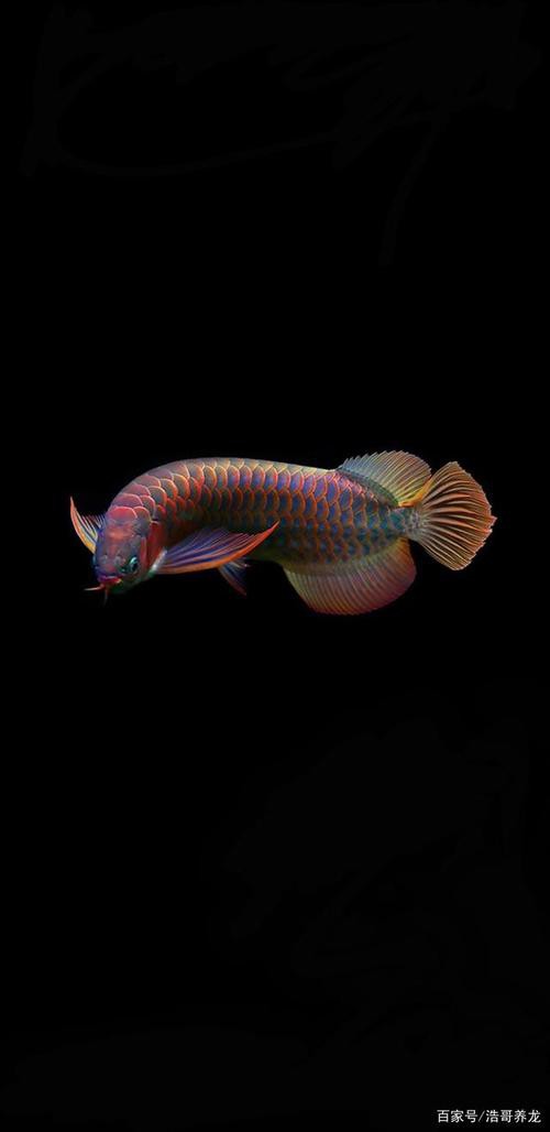 最美龍魚圖片高清圖