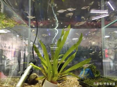灞橋區(qū)觀賞魚市場（ 灞橋漁具店）