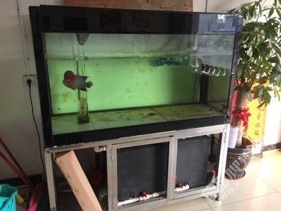 魚缸dts值怎么降下來：如何降低魚缸的tds值