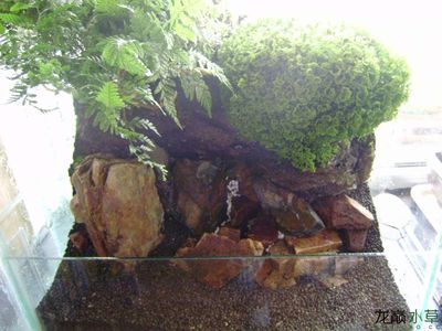 水草缸的養(yǎng)護(hù)秘籍，你知道嗎？：戶外魚(yú)缸造景圖的建議和所需材料的信息或許對(duì)您有所幫助