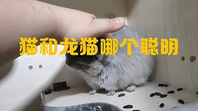 龍貓和貓咪哪個更容易訓練？