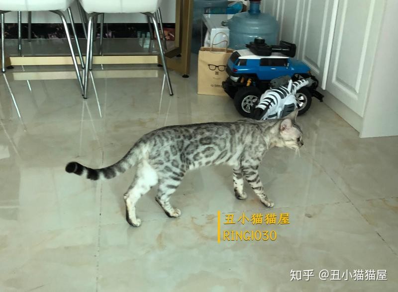 龍貓和貓咪哪個更容易訓練？